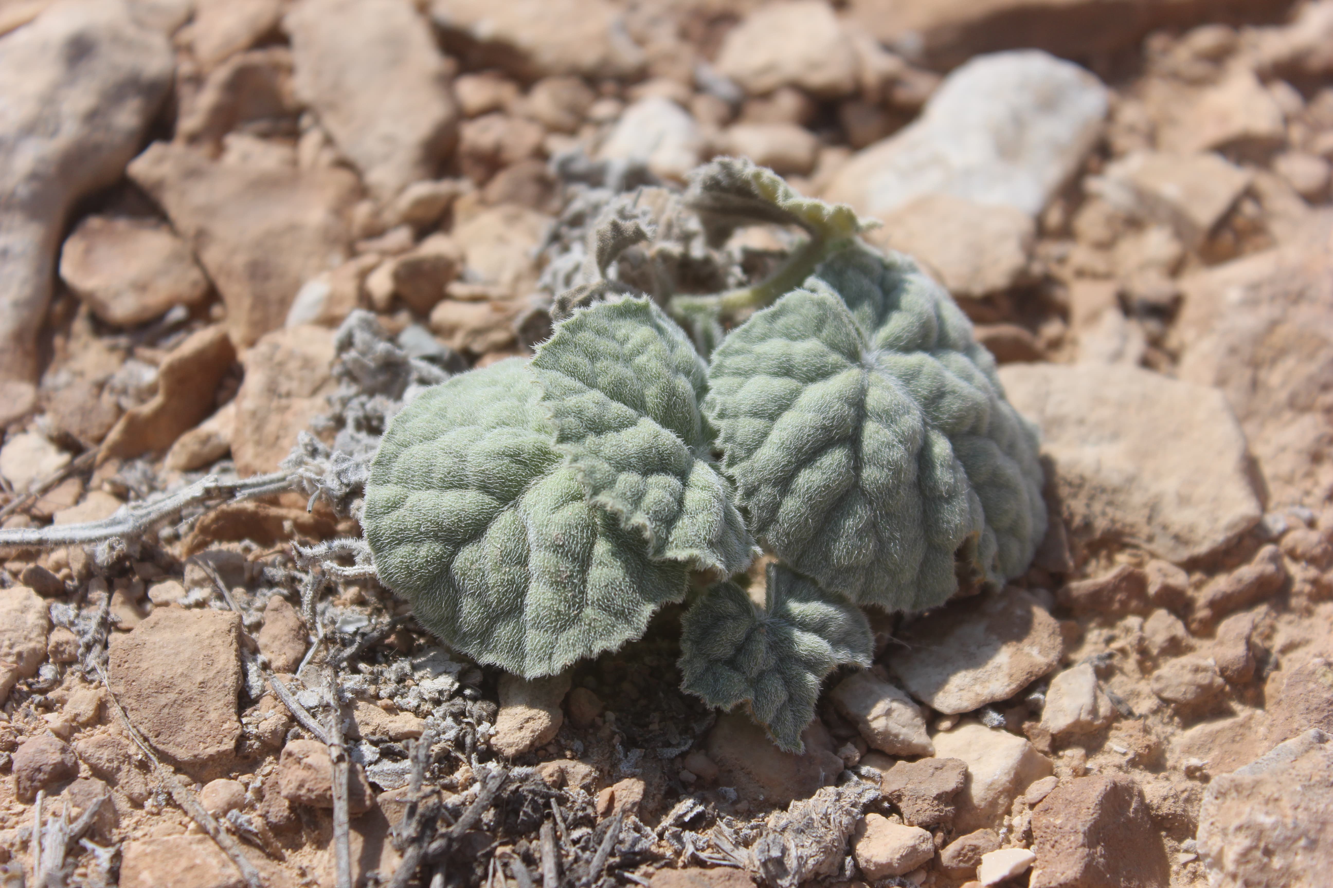 Plant Image